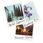 COASTAL VIBES TRIO Scented Body Butter